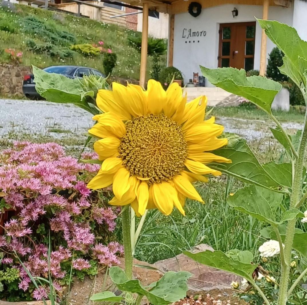 Pensiunea L`Amoro Neagra Sarului Exterior foto